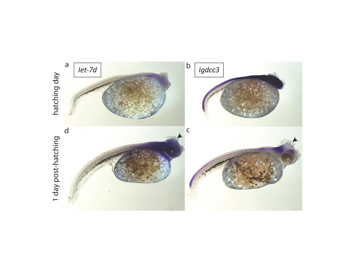 Einen Tag nach ihrem Schlüpfen weisen die Jungfische eine erhöhte Aktivität von microRNA auf. Bild: Universität Konstanz